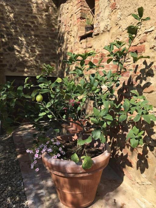 Apartament Agli Olivi Di Marciano Siena Zewnętrze zdjęcie